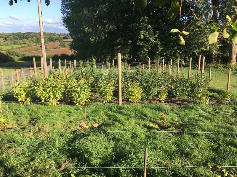 Apple tree after picking